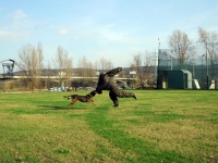 Mann gegen Hund
